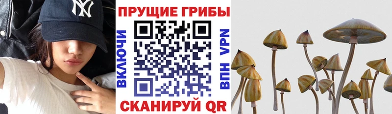Псилоцибиновые грибы Magic Shrooms  Купить где  Переславль-Залесский 